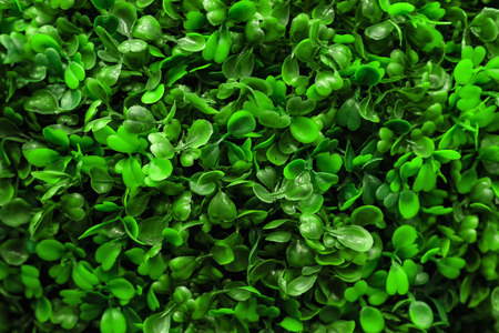 Green green leaves as background, close upの写真素材