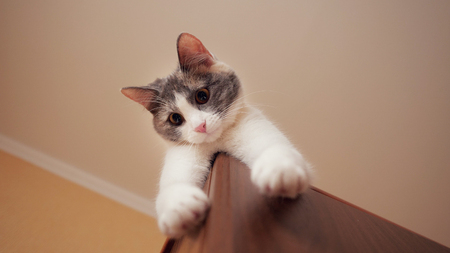 low angle view of playful kitten lying on the closet, close upの写真素材