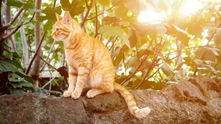 cute redhead cat sitting on a stone and looking into the camera, sunlightの写真素材