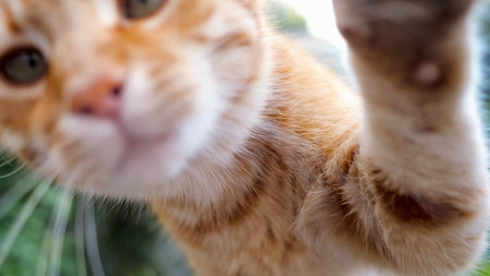 redhead cat touches his paw and sniffs the camera. he wants pettingの写真素材