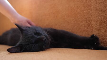 Hand of a human stroking a black cat, who sleeps on a sofa.の写真素材