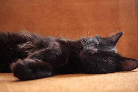 cute black cat lies on the couch and looks at camera.の写真素材