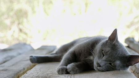 Graceful gray cat lies on a wooden board.の写真素材
