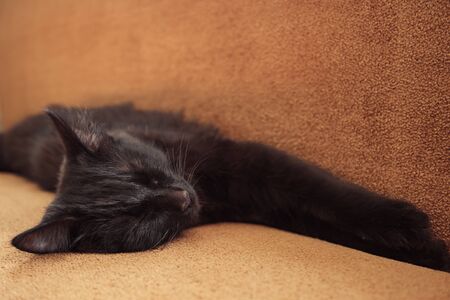 close up of cute sweet black cat sleeps on the couch at homeの写真素材