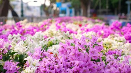 lovely purple and white flowers waved by light wind on flowerbed against blurry street with building and wandering people closeupの写真素材