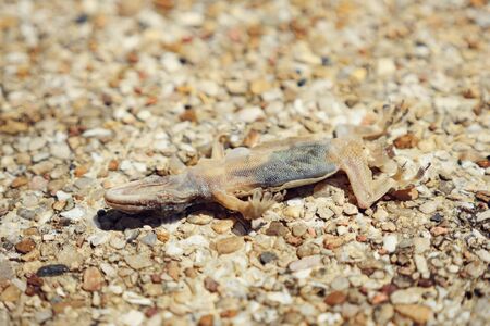 Dead dry lizard on small stones close upの写真素材