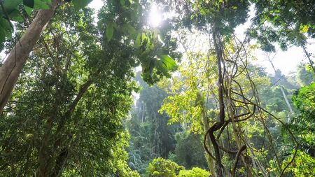 breathtaking dense tropical forest with rich flora lush bushes and high trees against white sky and bright morning sunlightの写真素材