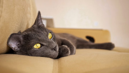 beautiful gray cat with yellow eyes lies on a beige sofa.の写真素材