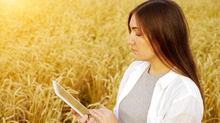 Woman examines ear of ripe wheat and types text on tablet in field.の写真素材
