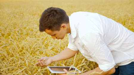 Man agronomist with a tablet examines ears of wheat in the field.の写真素材