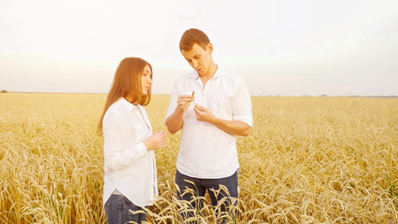 man and a woman in white shirts analyze ears of ripe wheat in a field, sunlightの写真素材
