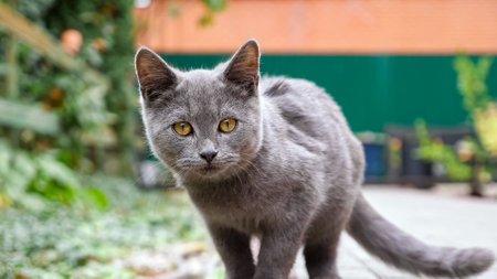 gray kitten playing with a blade of grass in the hand of a man sitting on paving stones.の写真素材