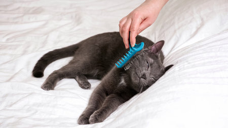 Gray cat enjoying brushing procedure while lying on white bed.の写真素材