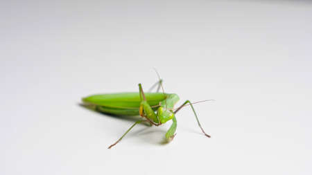 Green mantis cleans its paws on a white background.の写真素材