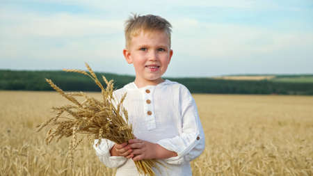 Young boy with bunch of ripe wheat spicules stands and smiles in yellow field helping to gather harvest on hot sunny day, against blue sky closeupの写真素材