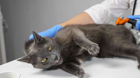 Veterinarian in gloves combing an aggressive gray cat with a brush.の写真素材