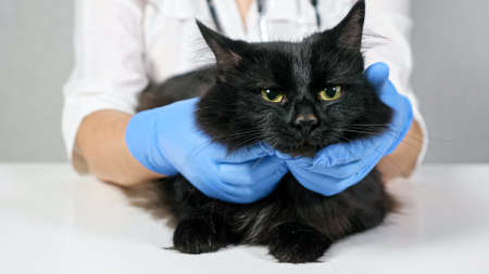 unrecognizable veterinarian probes the neck and head of a black cat.の写真素材
