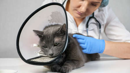 Veterinarian examines the back of a gray cat lying in a protective collar.の写真素材