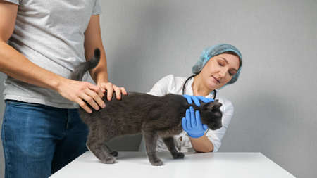 Vet clinic. unrecognizable man brought a gray young cat for examination.の写真素材