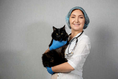 woman veterinarian holds a beautiful black cat, copyspaceの写真素材