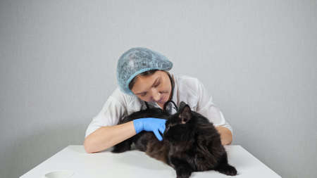 woman veterinarian examines the fur of a black cat.の写真素材