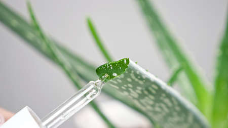 Laboratory worker takes aloe juice with glass pipette from cut plant leaf growing in pot for cosmetics purposes on blurred background closeup.の写真素材