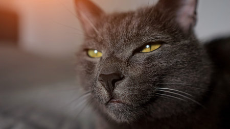 Gray cat with smooth fur and bright yellow eyes resting calmly, showing a relaxed feline portrait with prominent whiskers and nose details