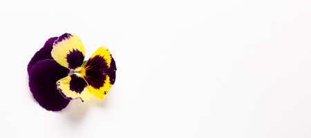 Beautiful violet yellow pansy flower on a white background. Floral conceptの写真素材