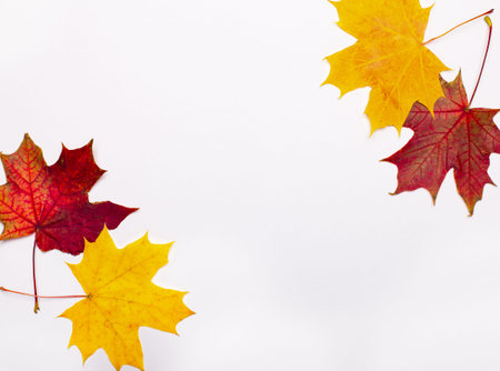 On a light background, yellow and red autumn maple leaves. Place to insert text