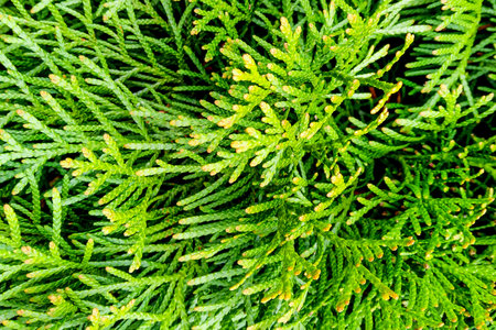 Green coniferous bush. Thuja hedge texture. Plant specimen of American thuja. Evergreen ornamental...