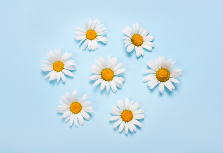 Daisy chamomile flowers on a light blue background. summer background.の写真素材