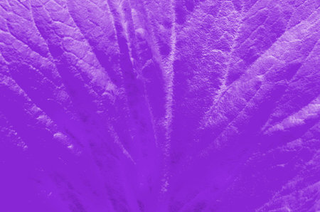 Texture of a purple leaf of a plant. The perfect backdrop for your presentation