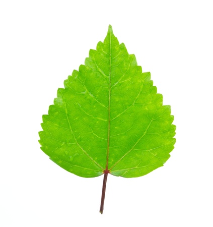 Single leaf on a white background の写真素材