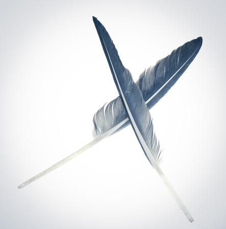 goose feather isolated on a white backgroundの写真素材