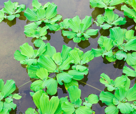 Floating plant duckweed in the pondの写真素材