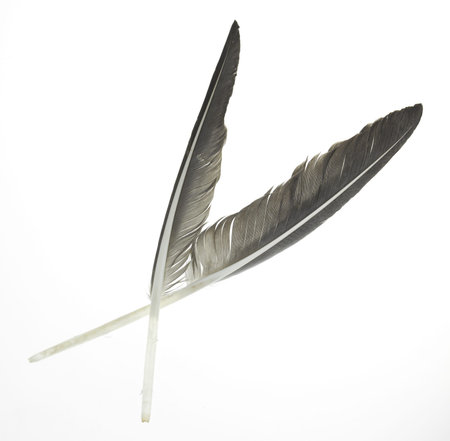 goose feather isolated on a white background