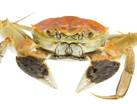 Boiled crab on white backgroundの写真素材