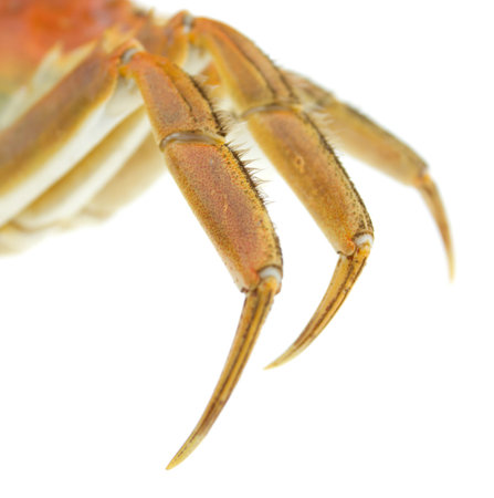 Crab Claws on white background