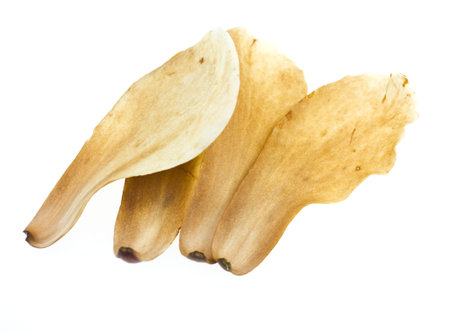 Withered magnolia petals isolated on whiteの写真素材