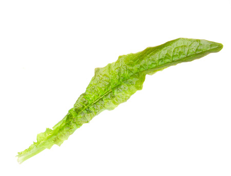 Lettuce isolated on a white backgroundの写真素材