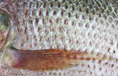 Close-up the body of the fish