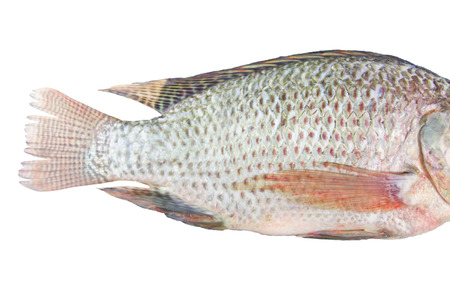 Close-up the body of the fishの写真素材