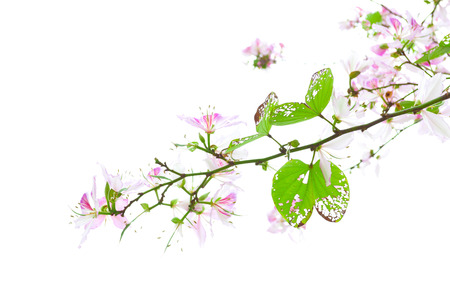 bauhinia purpurea tree blossoming in Chinaの写真素材