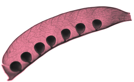 Fresh pea pod isolated on white backgroundの写真素材