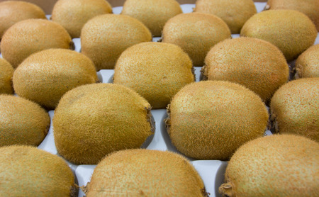 many whole kiwis backgroundの写真素材