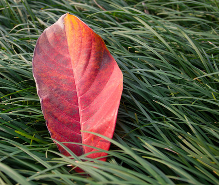 A leaf on the grassの写真素材
