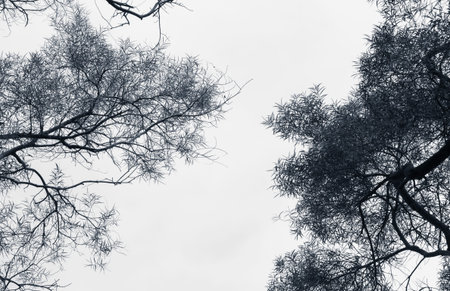 Autumn leaves against the sky