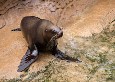 Sea lions sitting on the shore of the stoneの写真素材