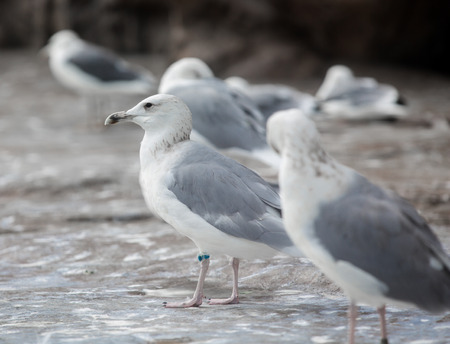 Seagullの写真素材