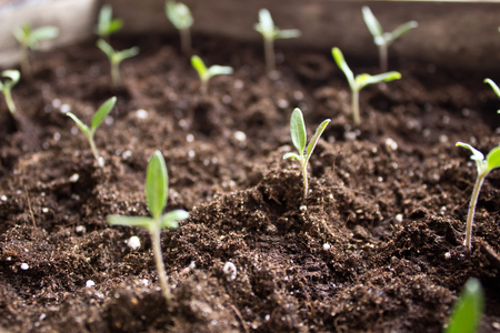 Close-up picture of growing plantの写真素材